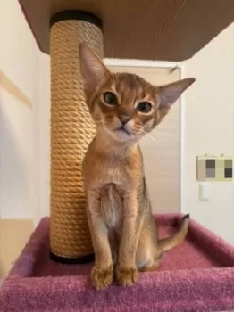 もも 様のお迎えした子猫