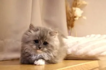 mm 様のお迎えした子猫