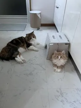 O.S 様のお迎えした子猫