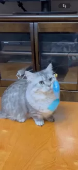 H.Ｉ 様のお迎えした子猫