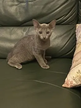 y.s 様のお迎えした子猫