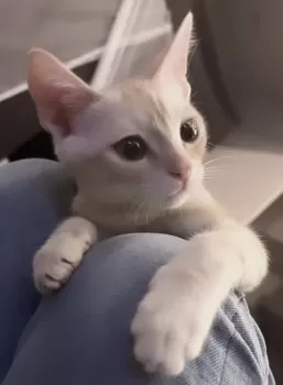 永眠子 様のお迎えした子猫