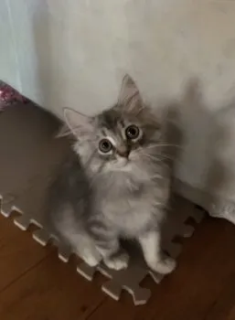 sora 様のお迎えした子猫