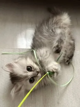 RI 様のお迎えした子猫