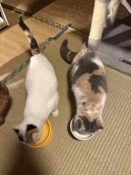 T.M 様のお迎えした子猫