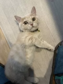 とし 様のお迎えした子猫