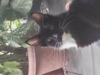 てぃぐあん 様のお迎えした子猫