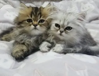コテツ 様のお迎えした子猫