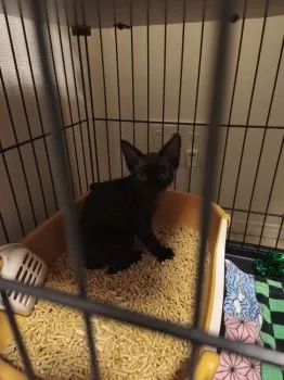 Y.Y 様のお迎えした子猫