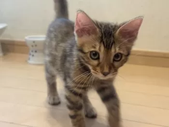 T.K 様のお迎えした子猫