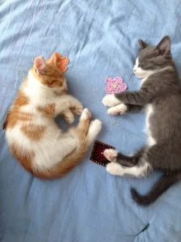 あっち 様のお迎えした子猫