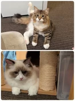 Y.T 様のお迎えした子猫