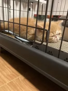 エキゾ好きfamily 様のお迎えした子猫