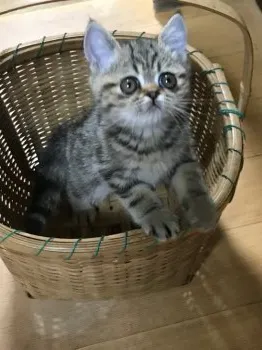 jota 様のお迎えした子猫