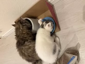 Y.H 様のお迎えした子猫