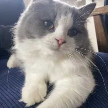 しー 様のお迎えした子猫