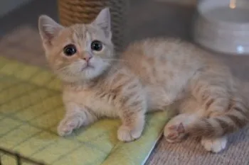 Y.T 様のお迎えした子猫