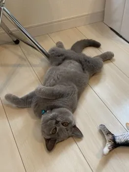 mii 様のお迎えした子猫