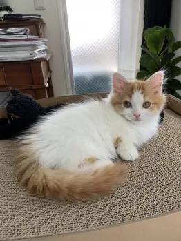 Ako 様のお迎えした子猫