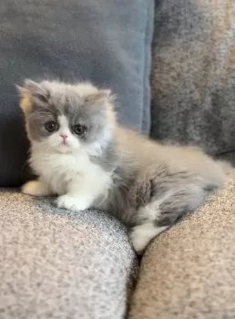 S.H 様のお迎えした子猫