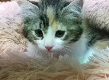 遊子 様のお迎えした子猫