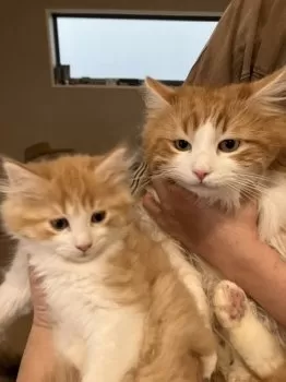 さびこ 様のお迎えした子猫