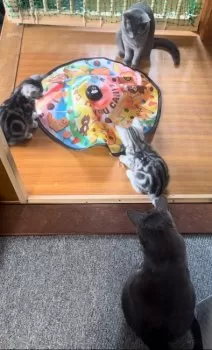 三姉妹 様のお迎えした子猫