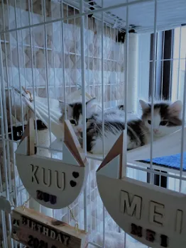 としこさん 様のお迎えした子猫