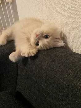 ココちゃん 様のお迎えした子猫