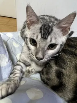 ひな 様のお迎えした子猫