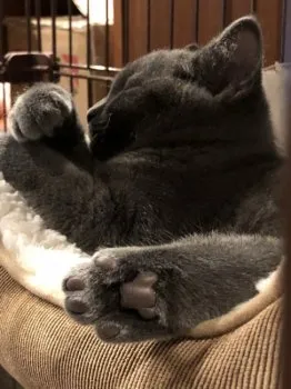 N・S 様のお迎えした子猫