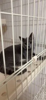 C 様のお迎えした子猫