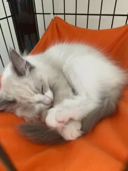 ゆき 様のお迎えした子猫