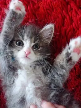 pucci 様のお迎えした子猫