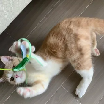 サリー 様のお迎えした子猫