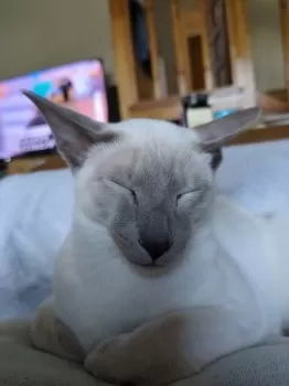 H.G 様のお迎えした子猫