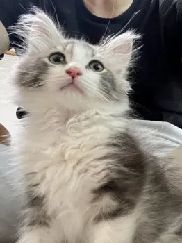 わたなべ 様のお迎えした子猫