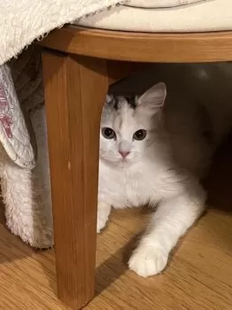 A.M 様のお迎えした子猫