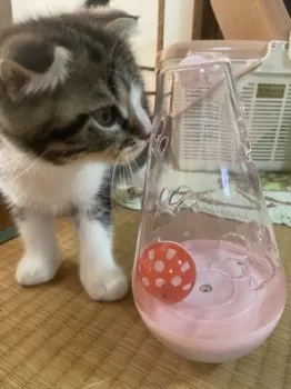 K.M 様のお迎えした子猫