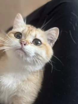 くる 様のお迎えした子猫