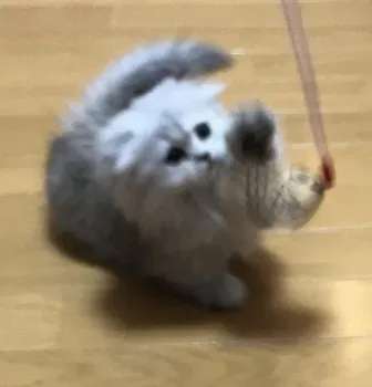 MJ 様のお迎えした子猫