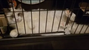 ひより 様のお迎えした子猫