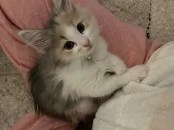 M.Ｉ 様のお迎えした子猫