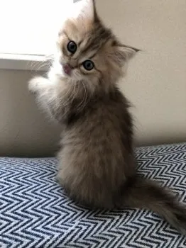 きなこ 様のお迎えした子猫