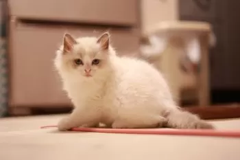にんにん 様のお迎えした子猫