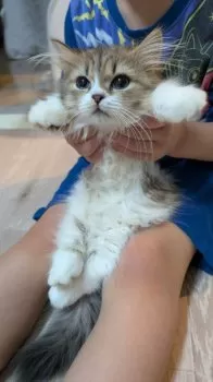 ちくわパパ 様のお迎えした子猫