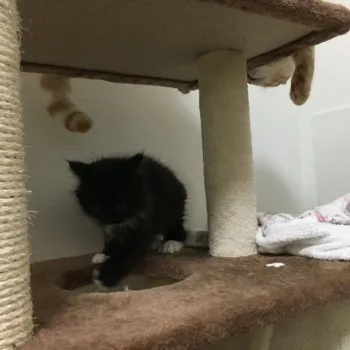 pow 様のお迎えした子猫
