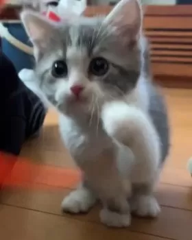 とも 様のお迎えした子猫