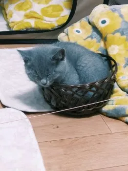 yuzu 様のお迎えした子猫