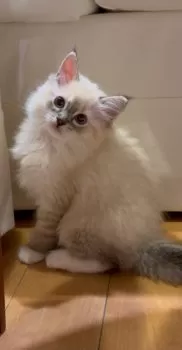 Mika 様のお迎えした子猫